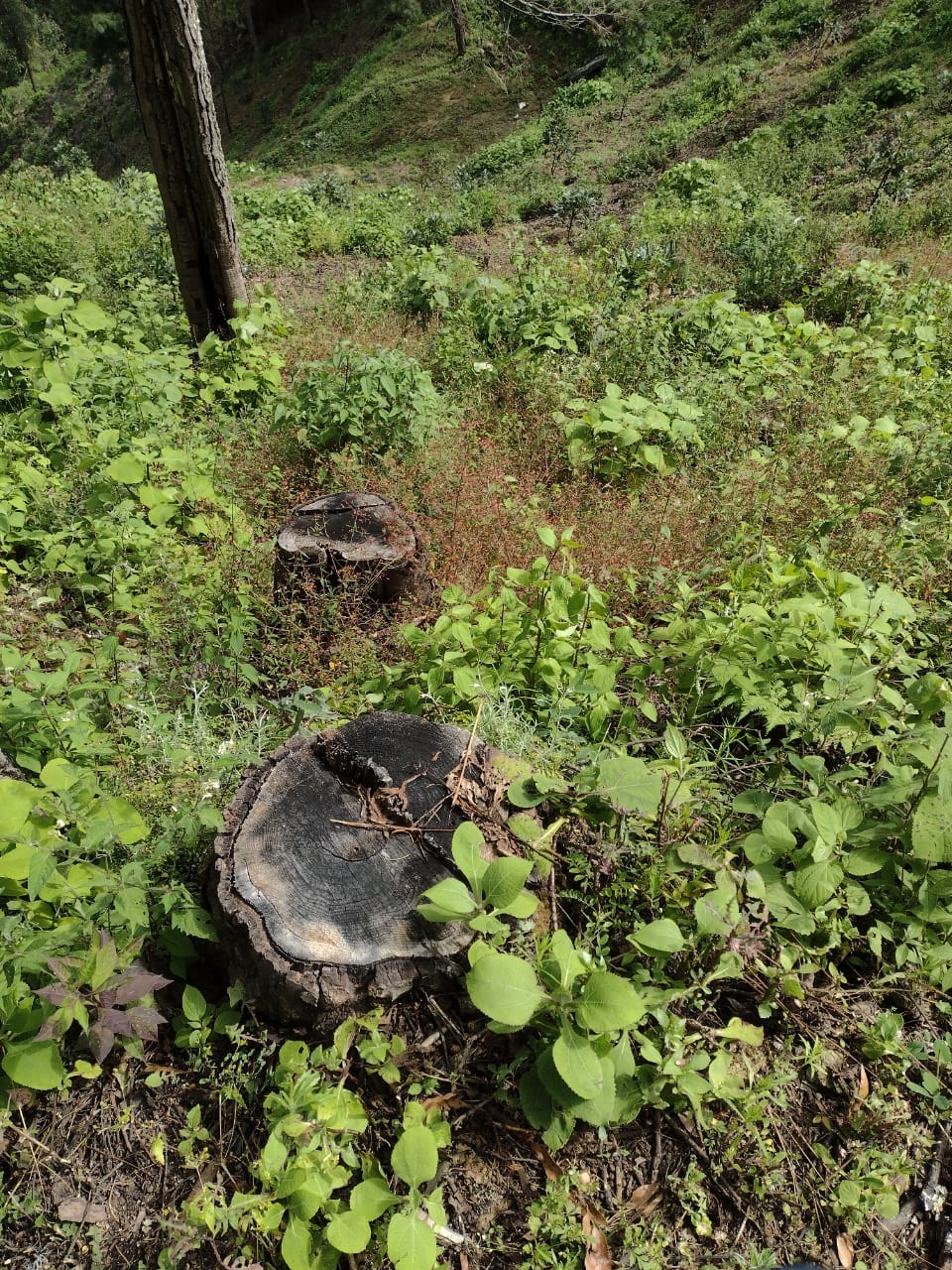 En cateo, asegura Fiscalía General predio relacionado en delitos contra el ambiente, en el municipio de Madero