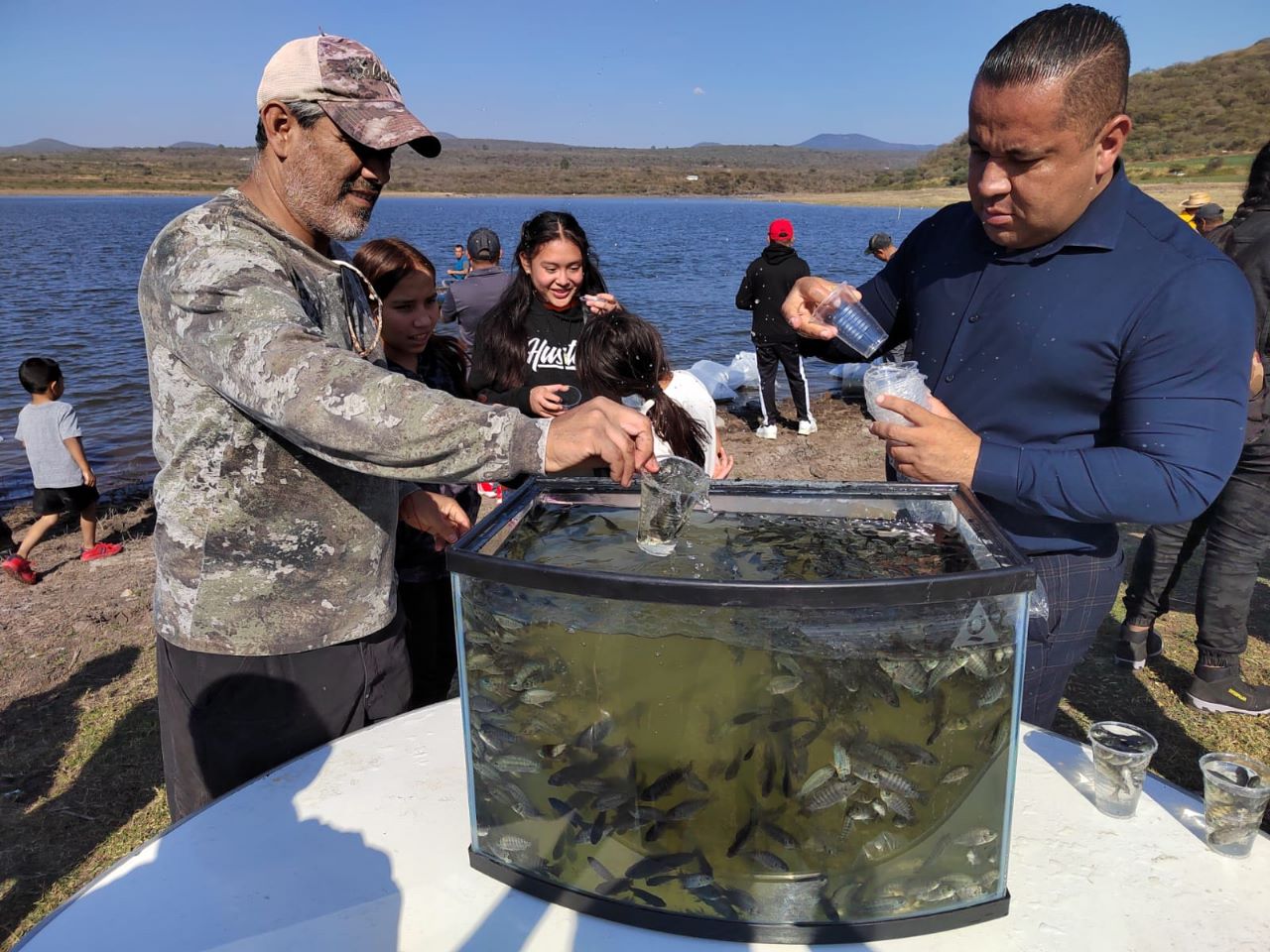 Siembra Compesca 30 mil crías de tilapia en Santa Ana Maya.