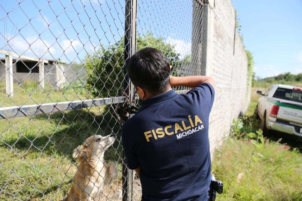 En 2022, la FGE rescató 83 ejemplares de diversas especies, en situación de maltrato y crueldad animal