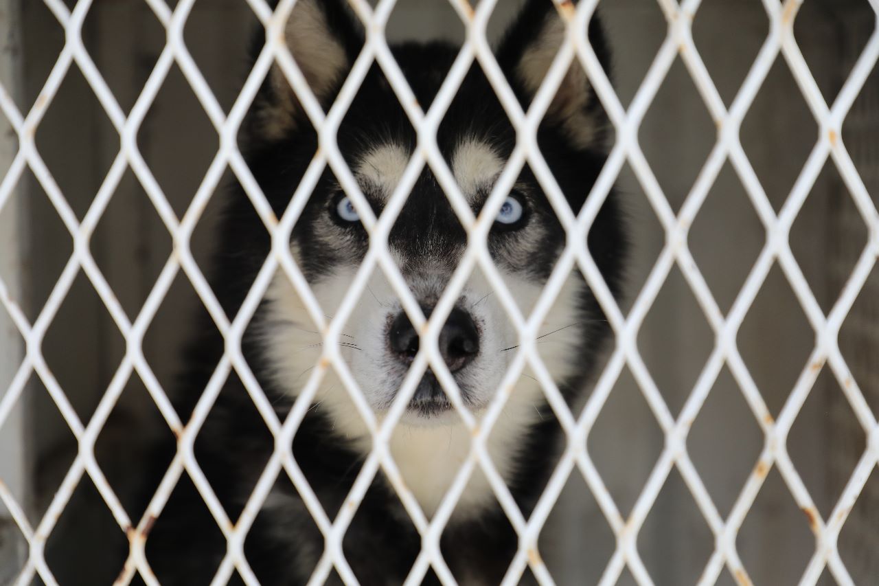 Rescata Fiscalía General, a dos ejemplares caninos en condiciones de maltrato animal