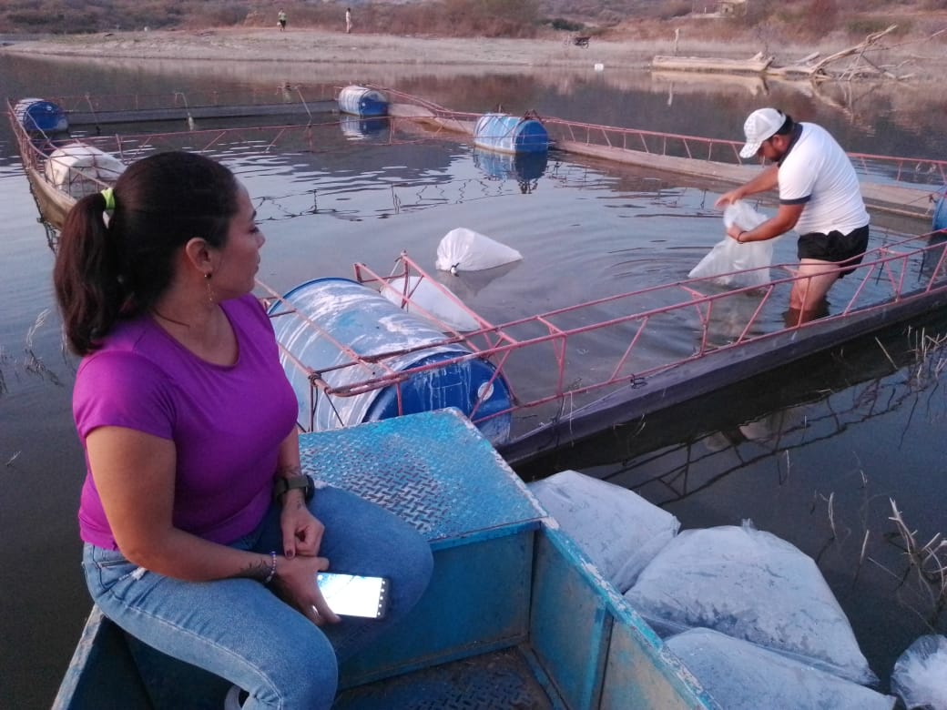 Compesca siembra 25 mil crías de tilapia en Huetamo