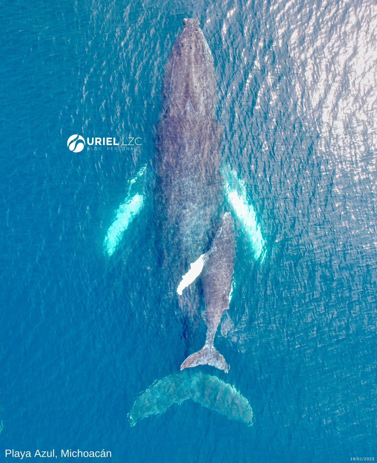 Ballena Jorobada en las costas de Playa Azul Michoacán