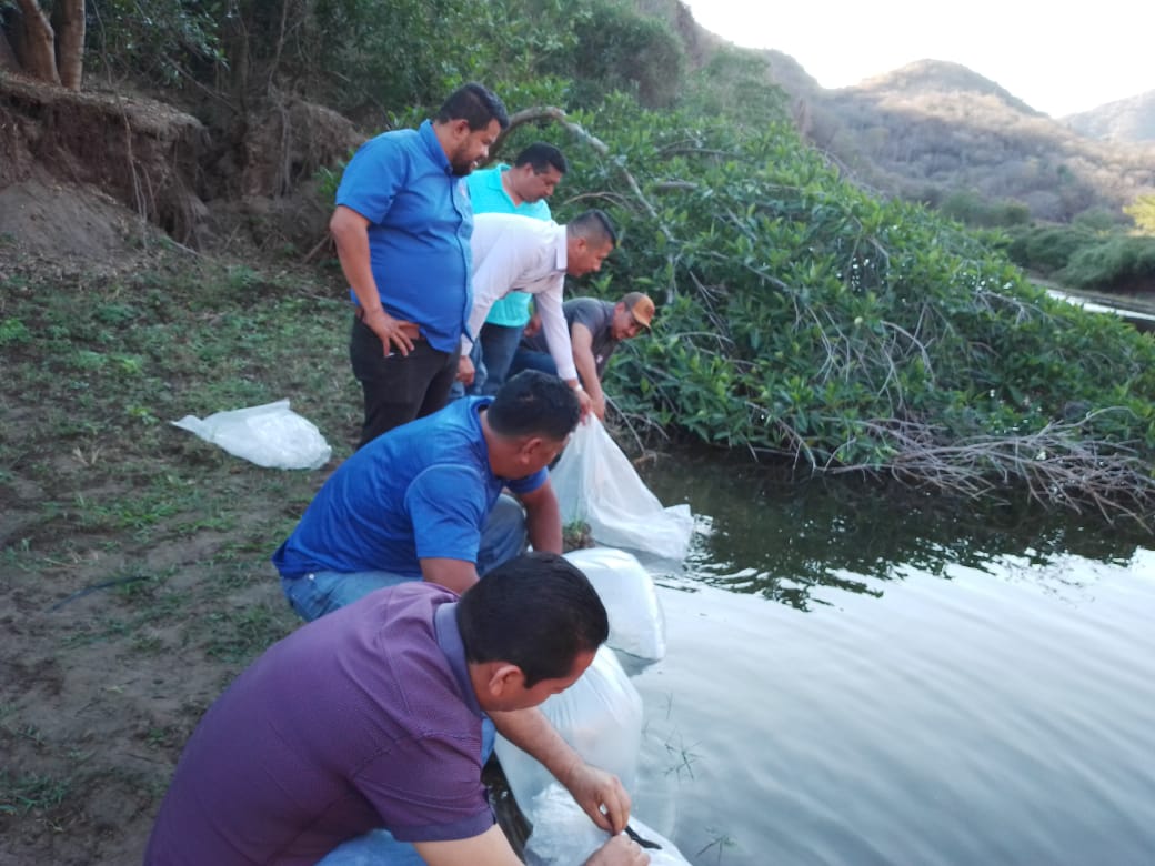 Compesca siembra 100 mil crías de tilapia en Nocupétaro