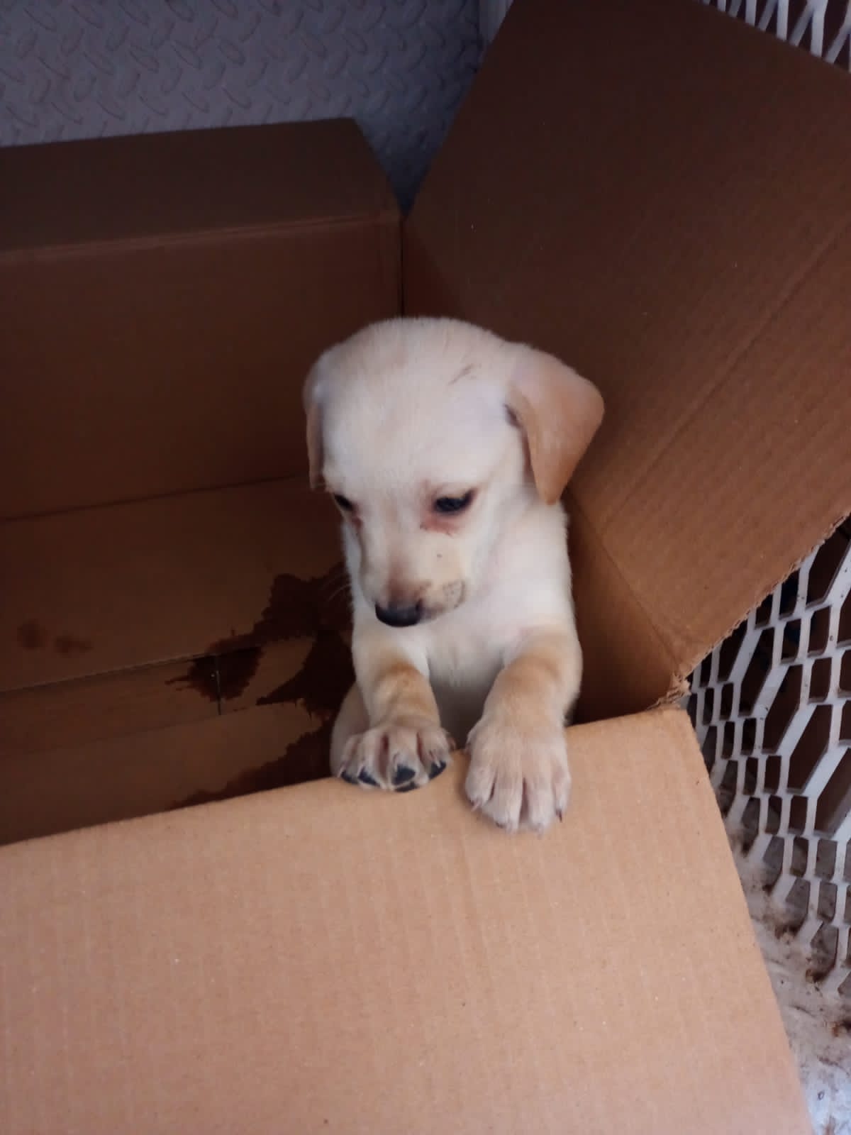 Operativos contra venta ilegal de animales de compañía serán permanentes: Ayuntamiento de Morelia