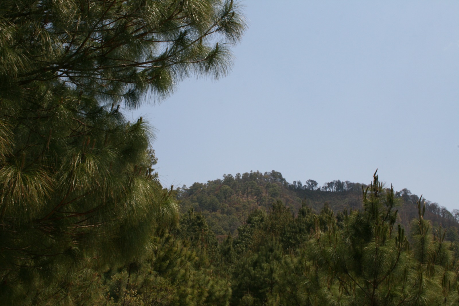 Cofom y Santa Fe de la Laguna elaboran plan para monitoreo de fauna silvestre.