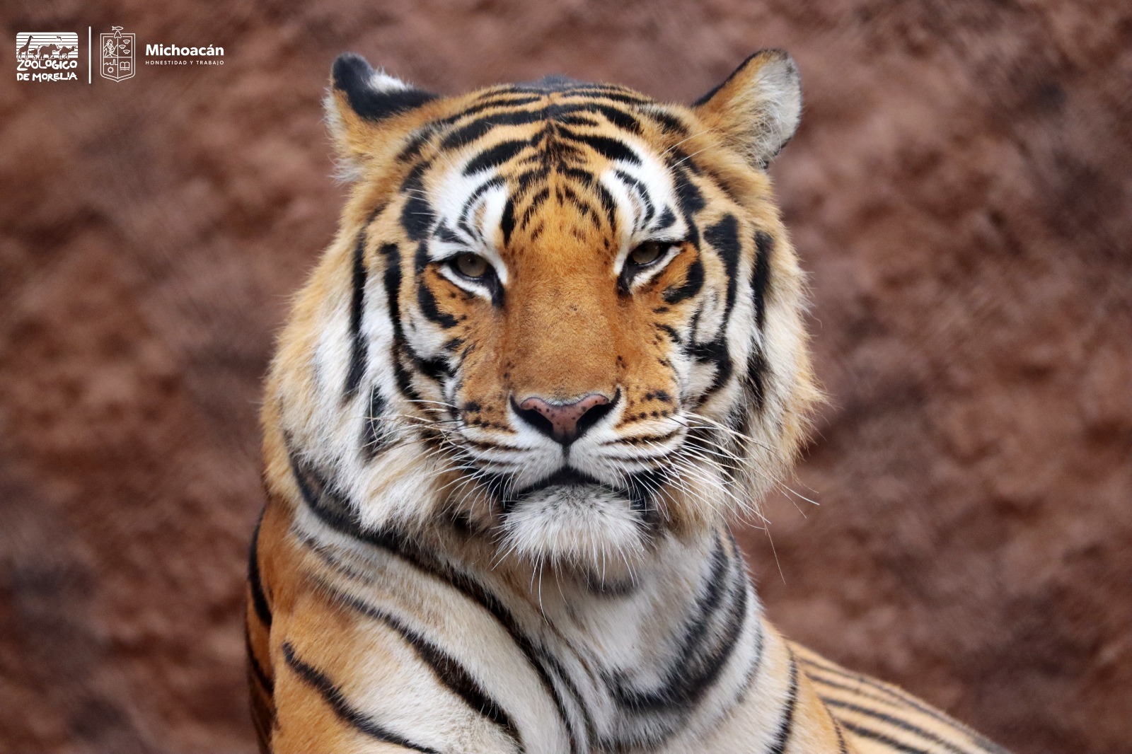 Tigres de bengala, felinos consentidos del Zoológico de Morelia.