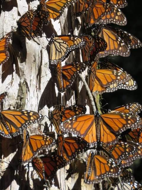 El 31 de marzo cerrarán sus puertas los Santuarios de la Mariposa Monarca