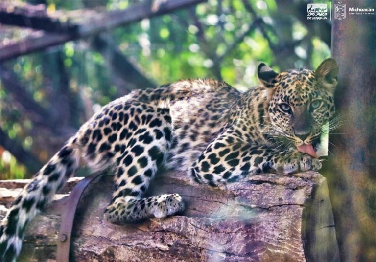 El leopardo africano, un gran felino que puedes conocer en el Zoo de Morelia.