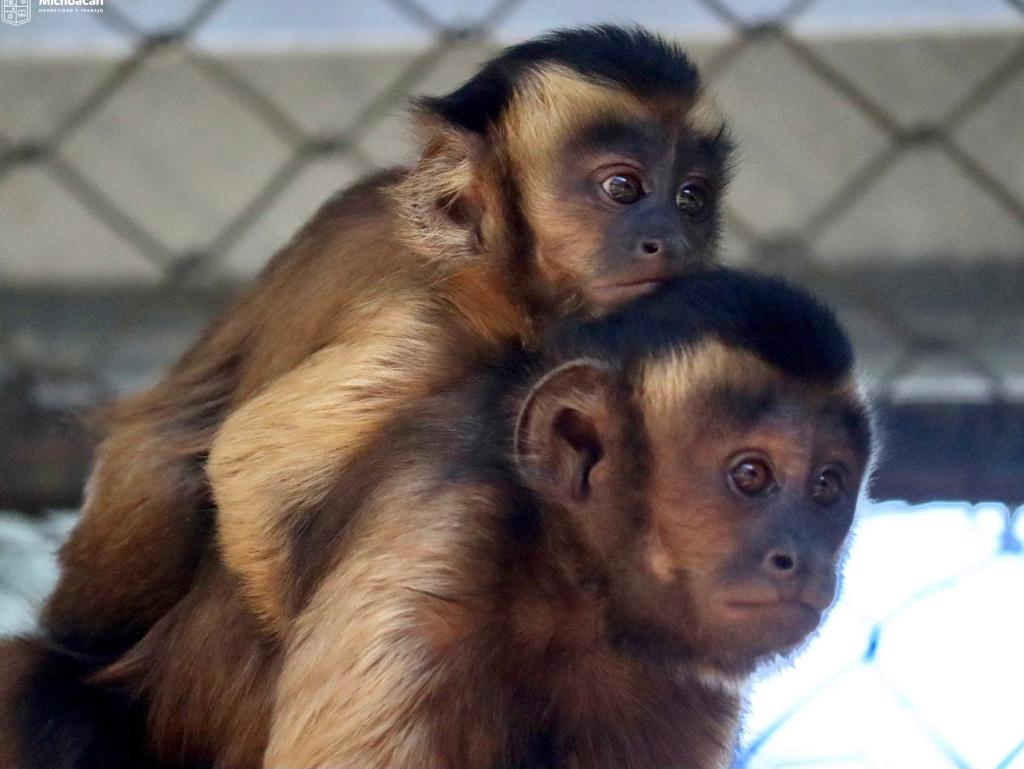 Crece la familia de primates en el Zoológico de Morelia.