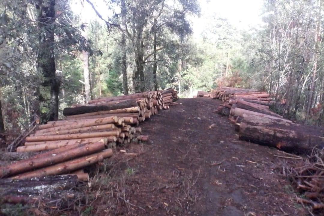 INTEGRA FGR INVESTIGACIÓN POR UN DELITO CONTRA EL MEDIO AMBIENTE EN ZACAPU, MICHOACÁN