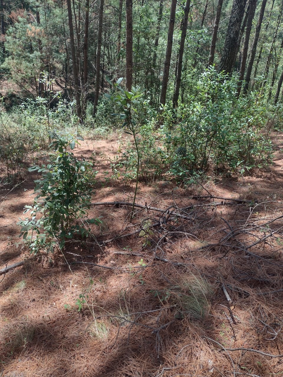 En cateo, asegura FGE predio relacionado en delitos contra el ambiente con fines de plantación de aguacate