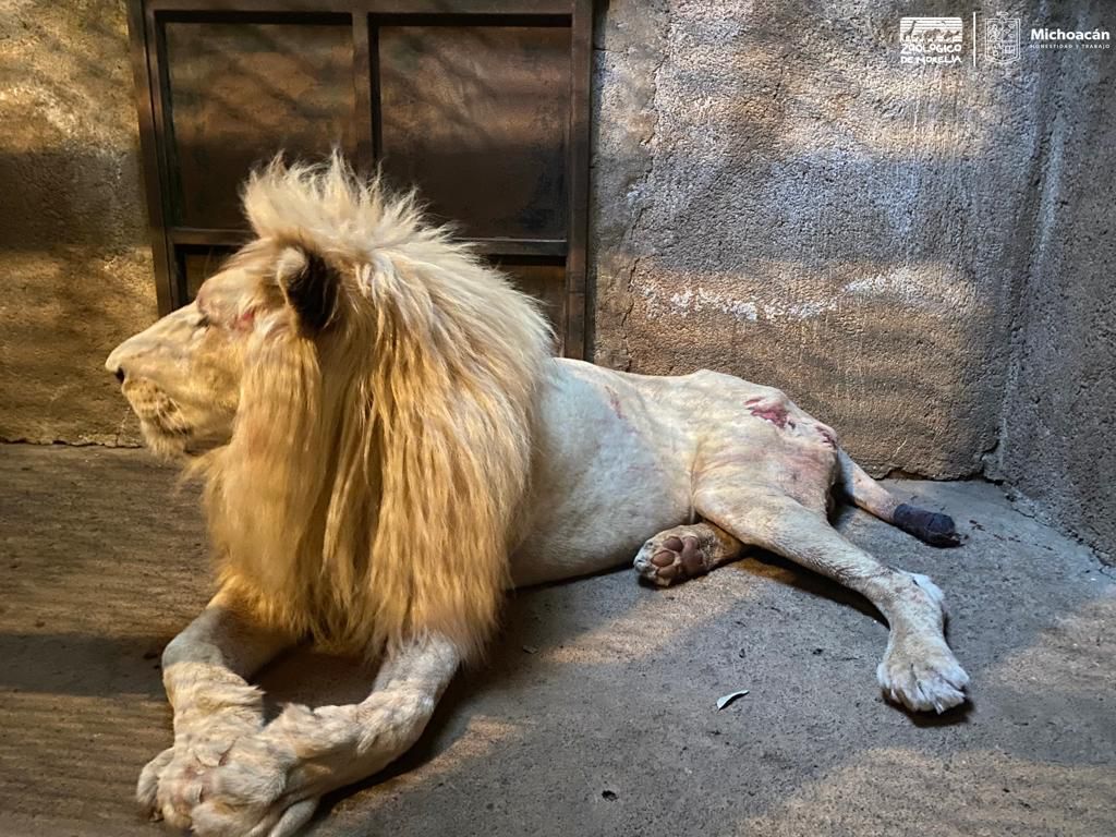Recibe Zoológico de Morelia a león blanco decomisado por Guardia Civil