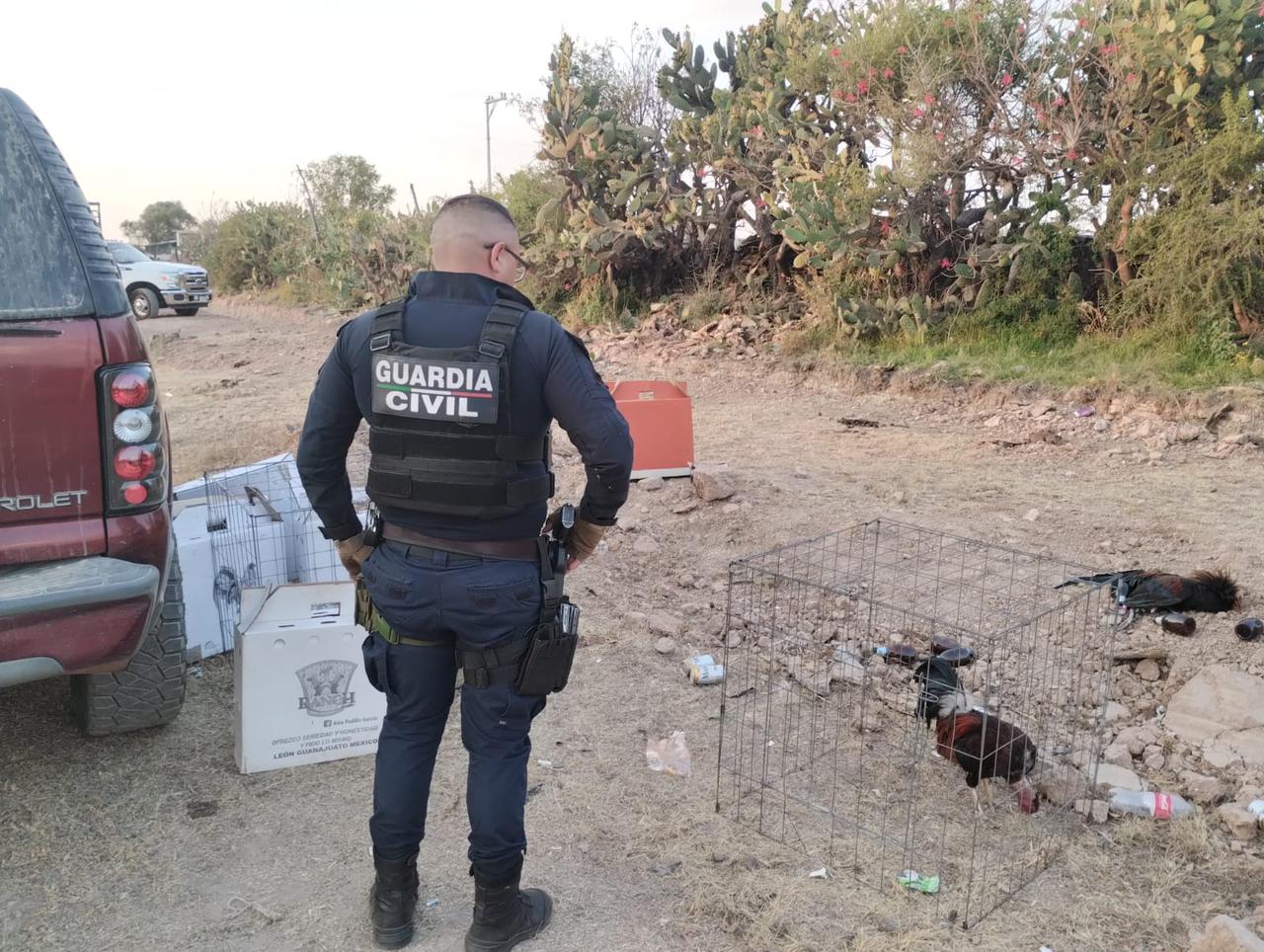 Guardia Civil asegura y desmantela palenque clandestino en Coatepec