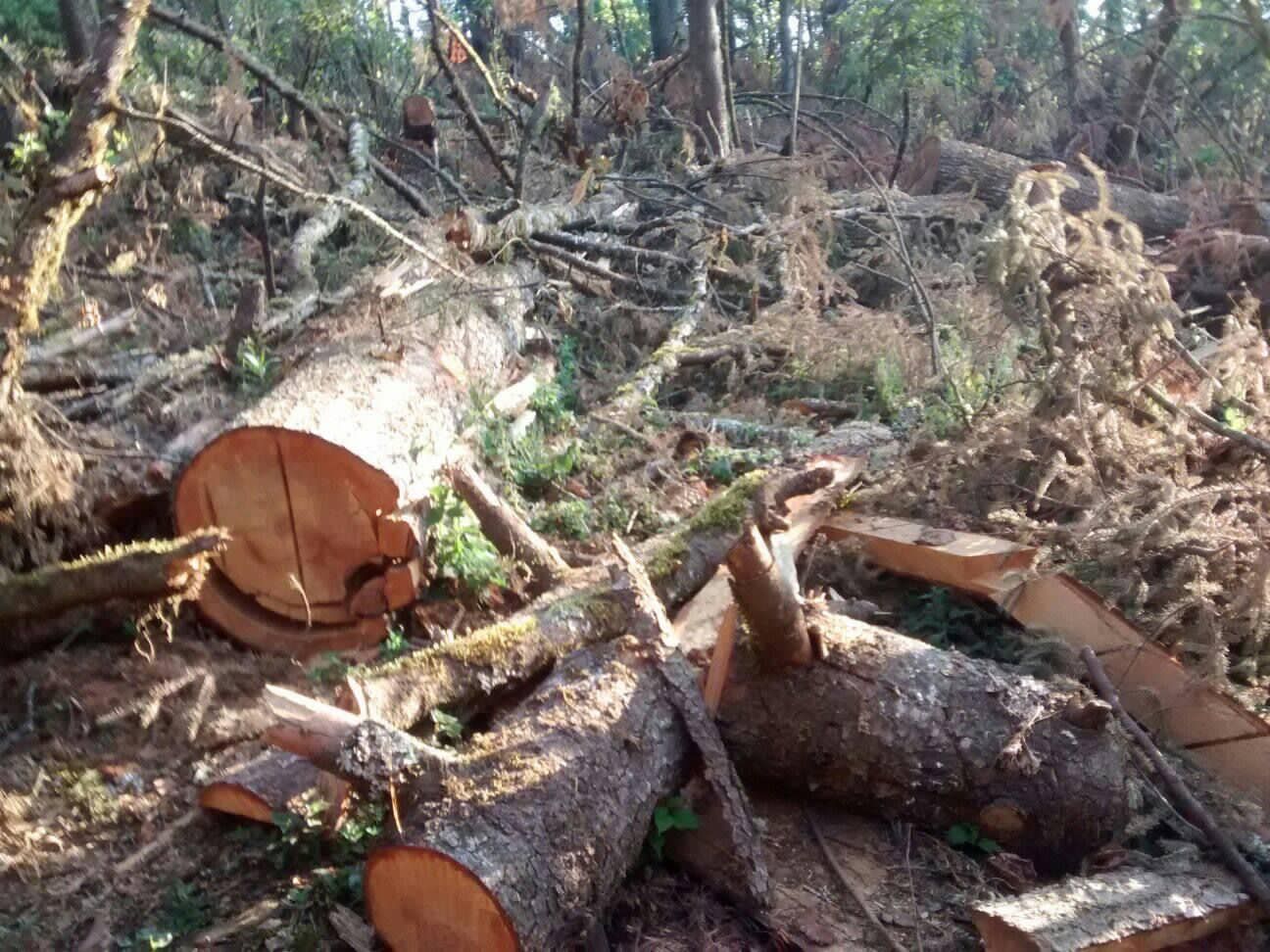 INTEGRA FGR INVESTIGACIÓN POR UN DELITO CONTRA EL MEDIO AMBIENTE EN LOS REYES, MICHOACÁN