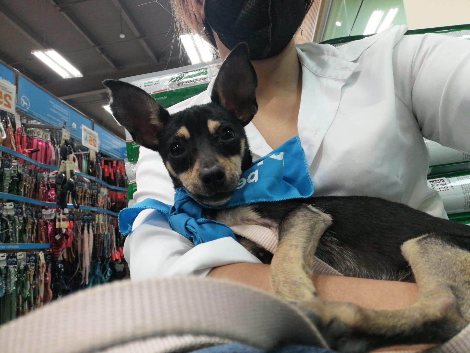 Anuncia DIF jornada de esterilización canina y felina en Morelia.