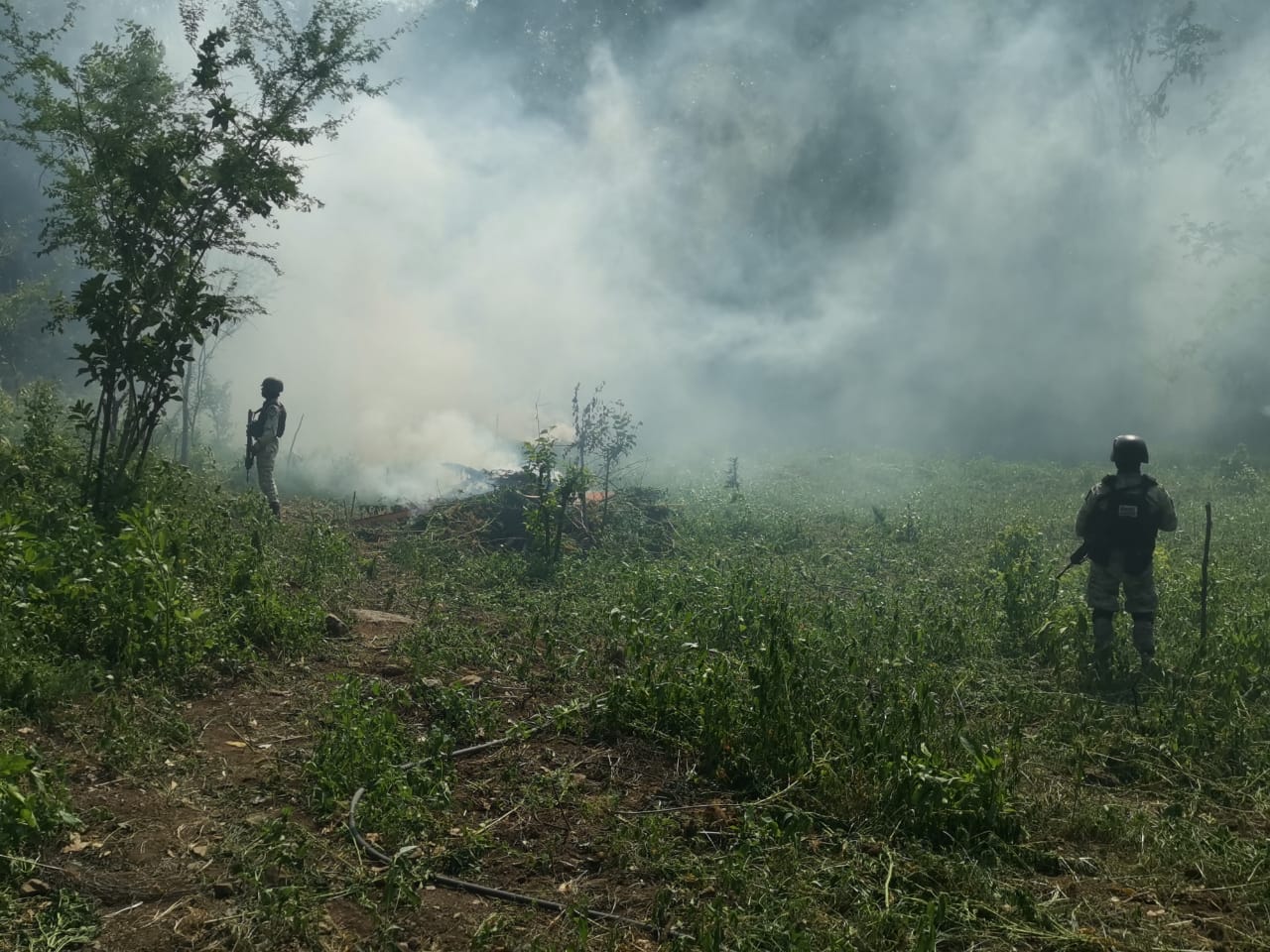 Guardia Nacional localizó y destruyó un sembradío de marihuana