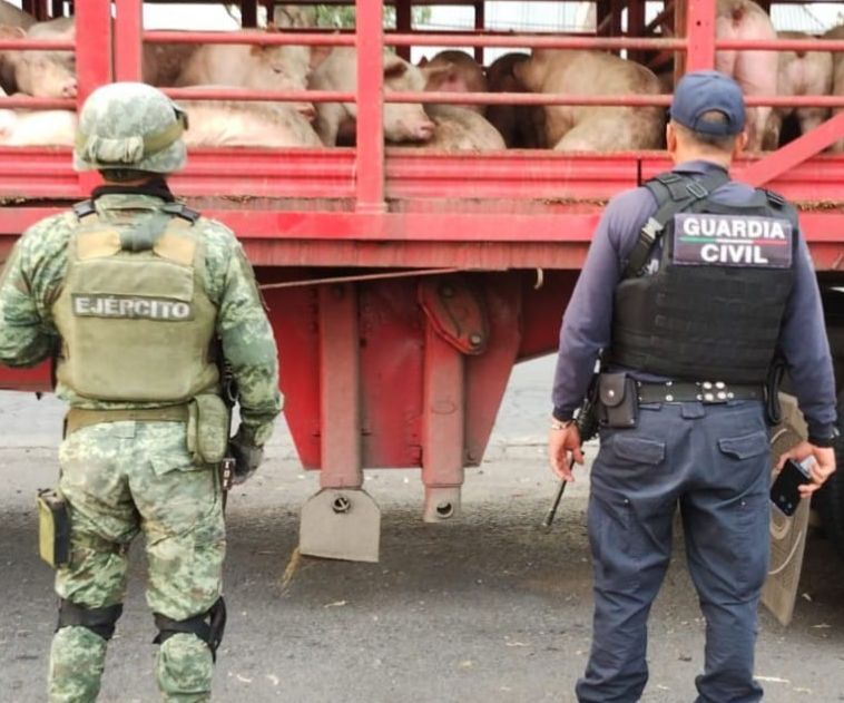 En Uruapan: SSP, Sedena y GN inhiben robo a camión de carga y detienen a uno