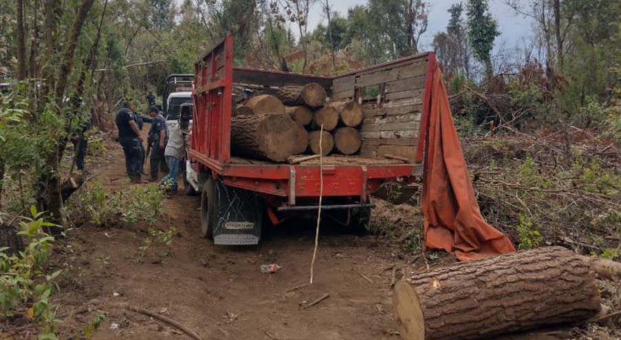 En Ocampo, SSP asegura rollos de madera de procedencia ilegal.