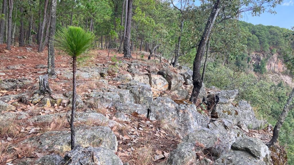 Michoacán puede tener una producción ambientalmente responsable: Secma
