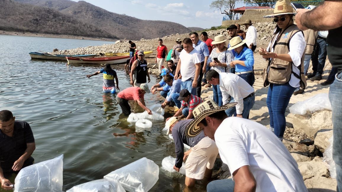Compesca siembra 225 mil crías de tilapia en presas de Churumuco y La Huacana