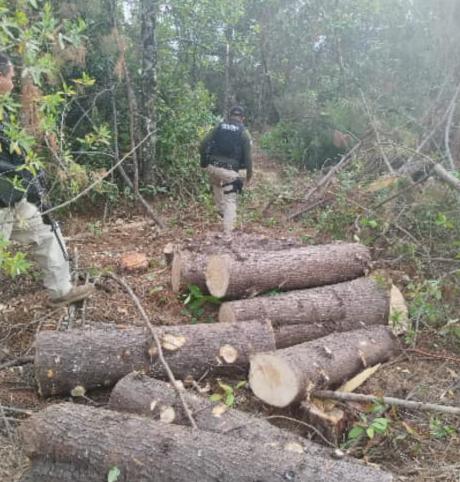 Guardia Civil asegura 42 rollos de madera, en Zitácuaro