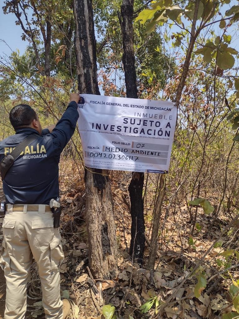 En cateo, asegura FGE predio relacionado en tala clandestina, en Ziracuaretiro