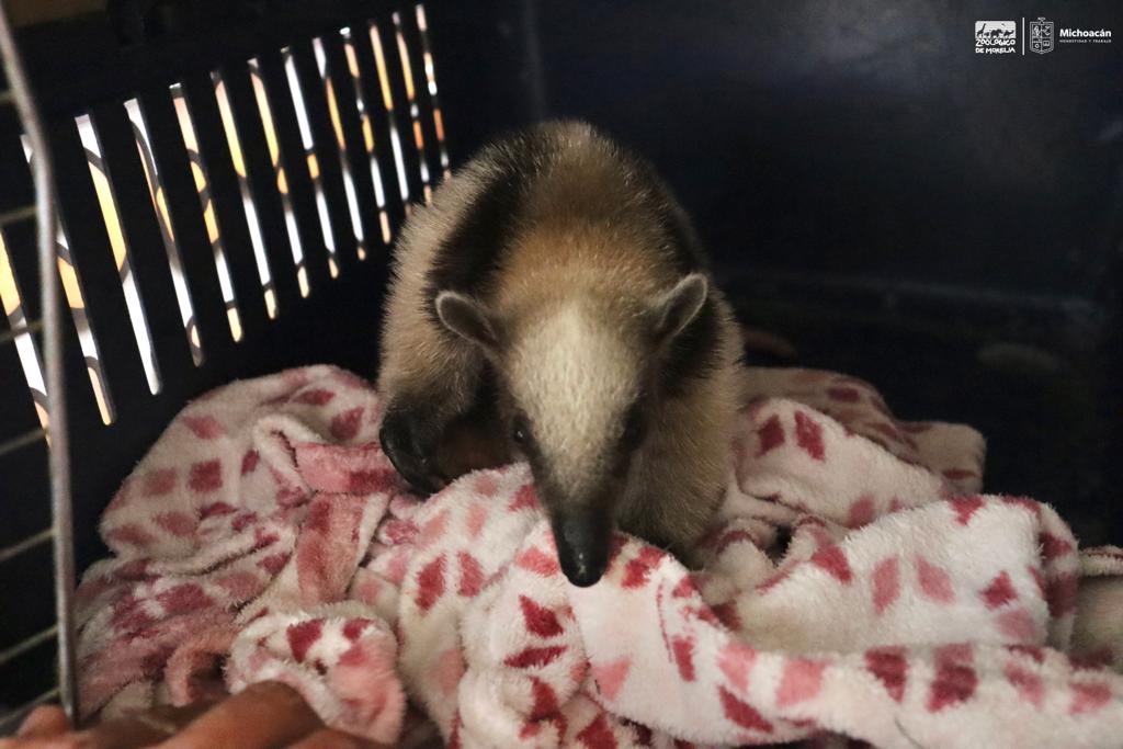 Oso hormiguero rescatado en Lázaro Cárdenas volverá a su hábitat natural