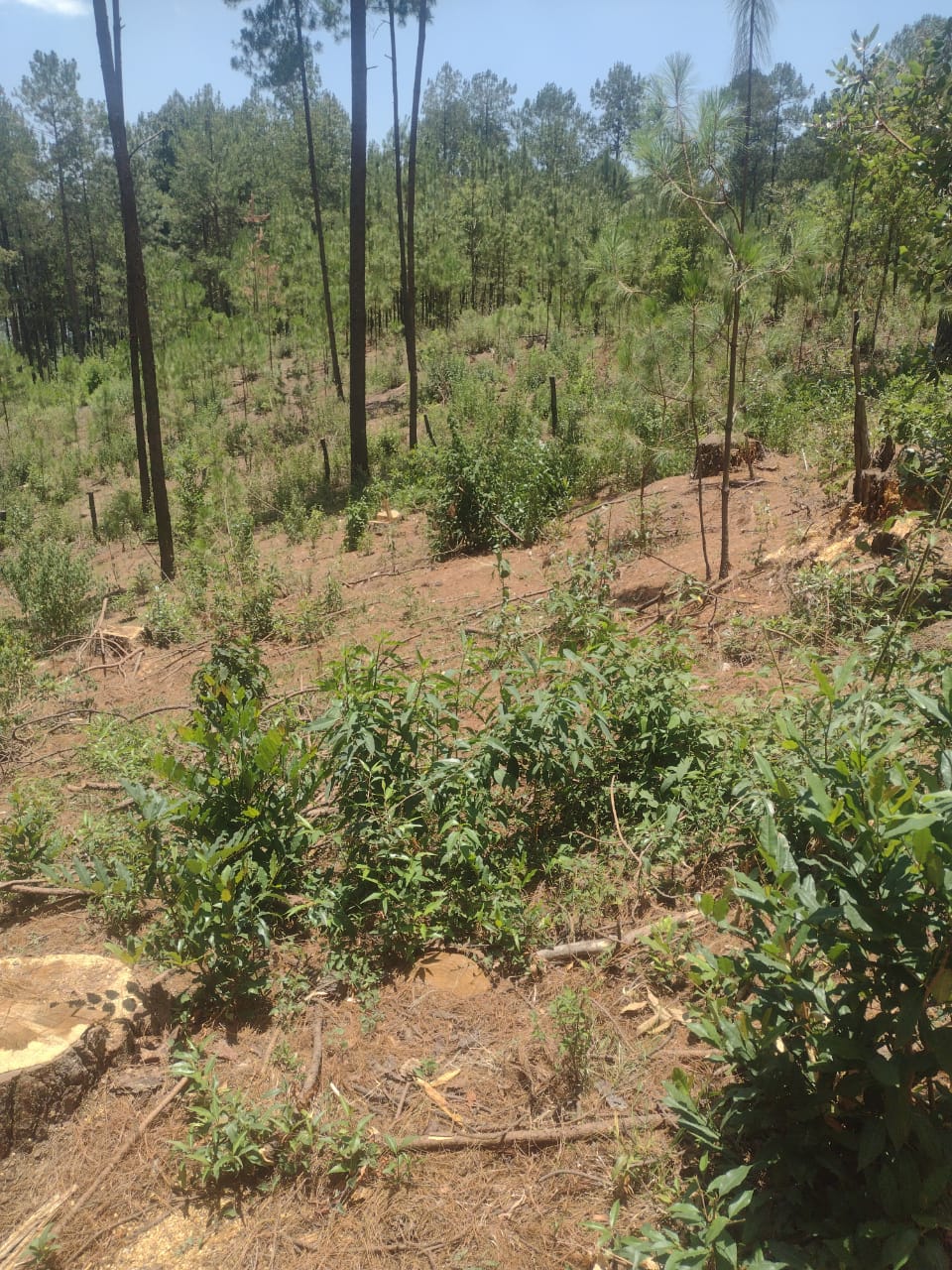 En cateo, asegura FGE predio relacionado en tala clandestina en el municipio de Zinapécuaro