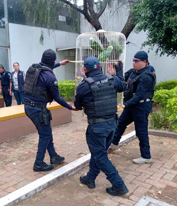 SSP y Profepa aseguran 40 especies de aves en peligro de extinción, en Morelia