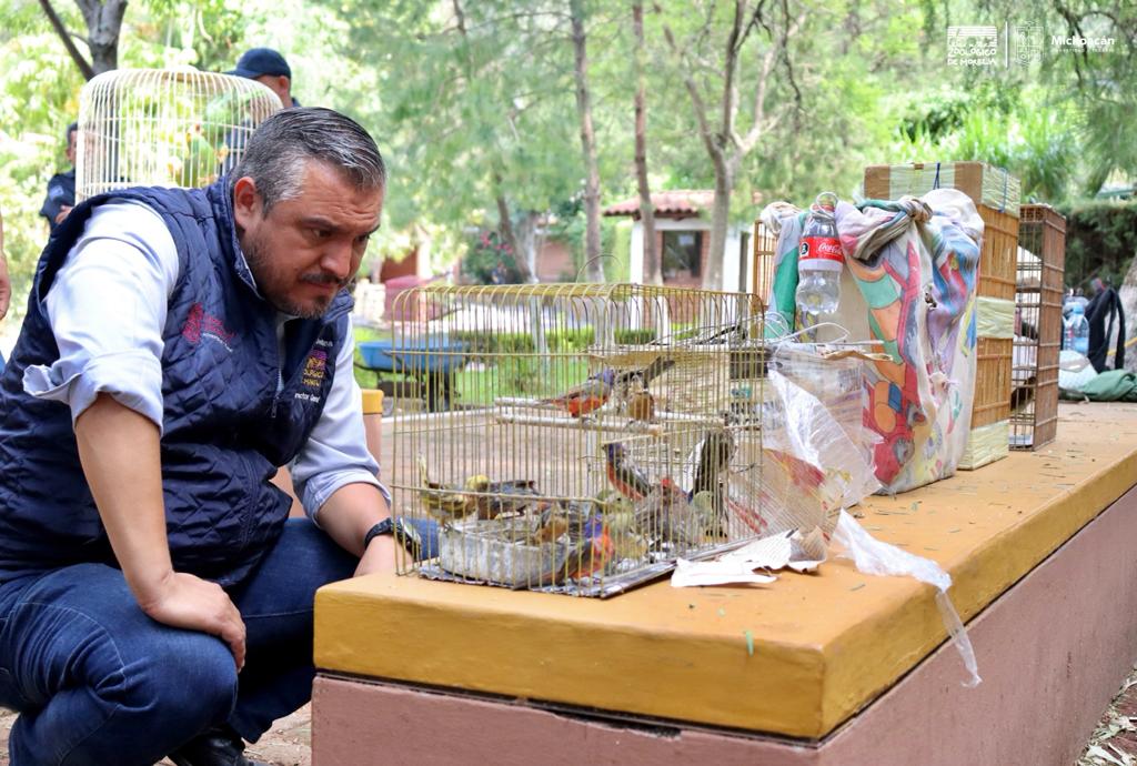 Recibe Zoológico 40 aves decomisadas tras operativo en mercados de Morelia.