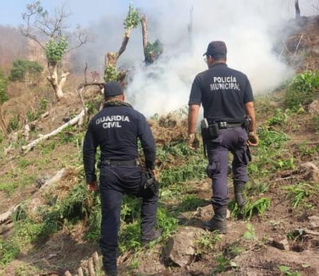 En Madero, Guardia Civil asegura 14 mil plantas de marihuana.