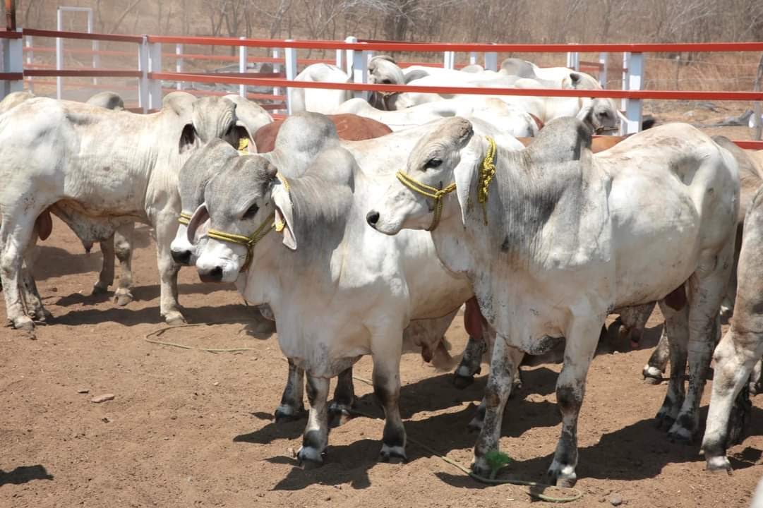 Llama Sader a ganaderos y porcicultores a proteger sus animales ante ola de calor.