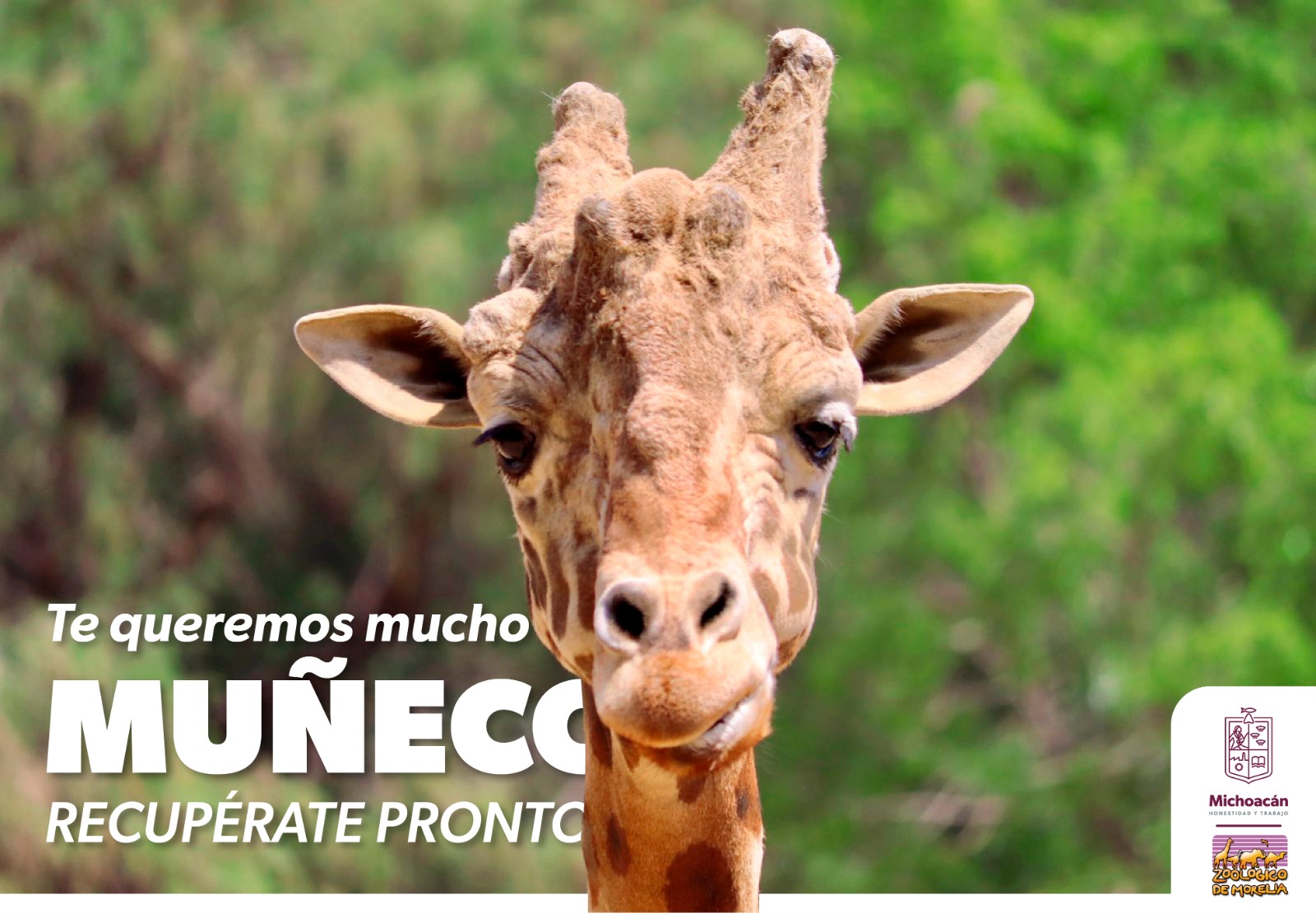 Muñeco, la jirafa del ZooMorelia está delicado; se atiende con todos los cuidados.