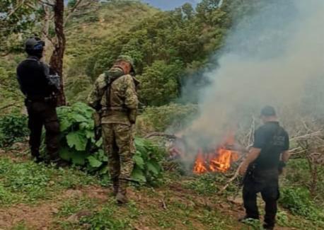 En Madero, GC y Sedena localizan y destruyen plantío de marihuana