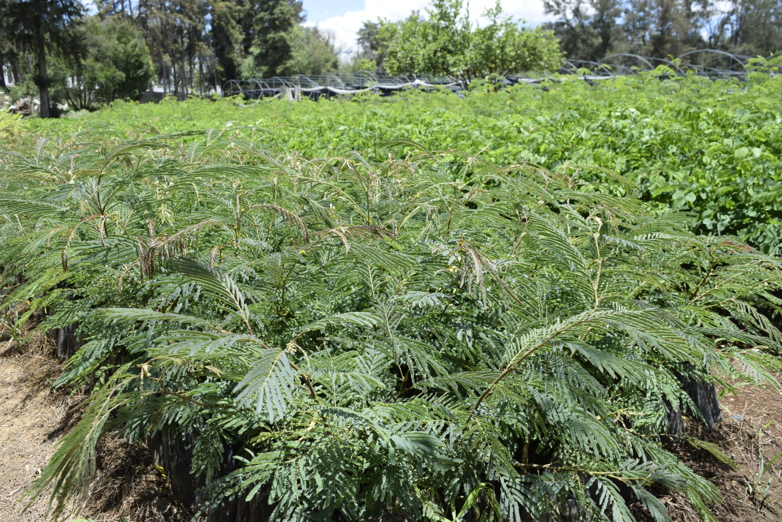 Cofom entrega más de 12 mil plantas para restaurar el cerro de La Estrella