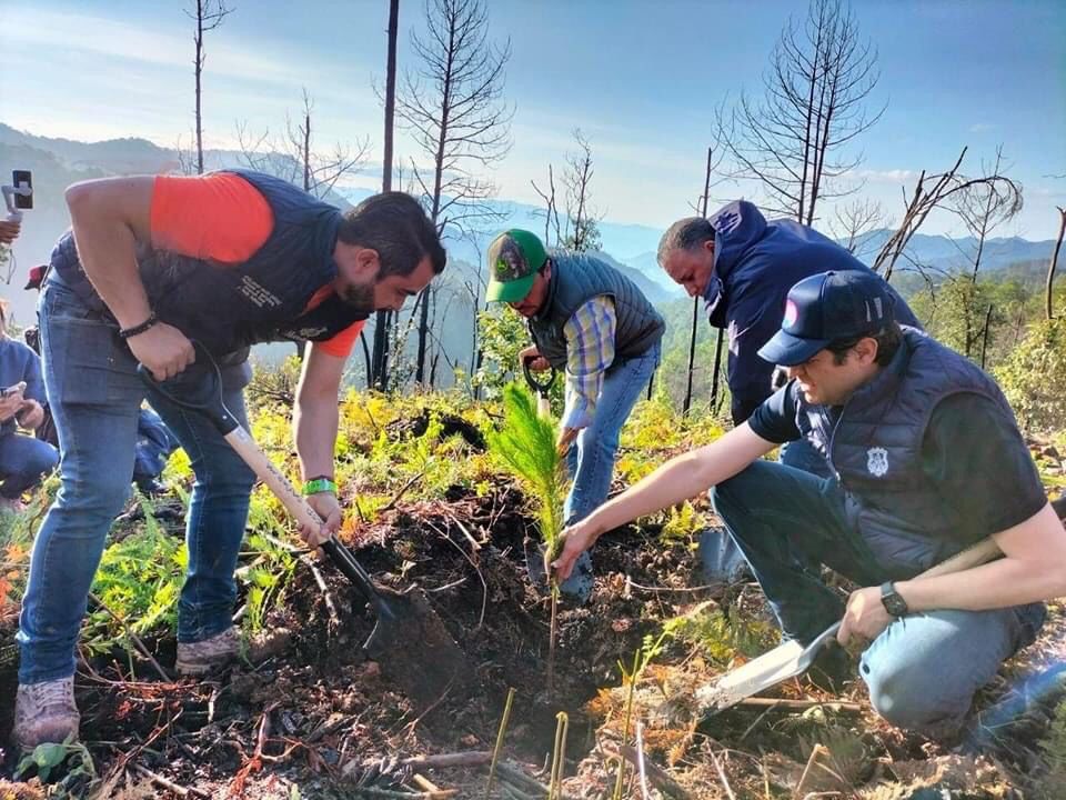Va Morelia por la protección y rescate del zapote prieto, árbol endémico