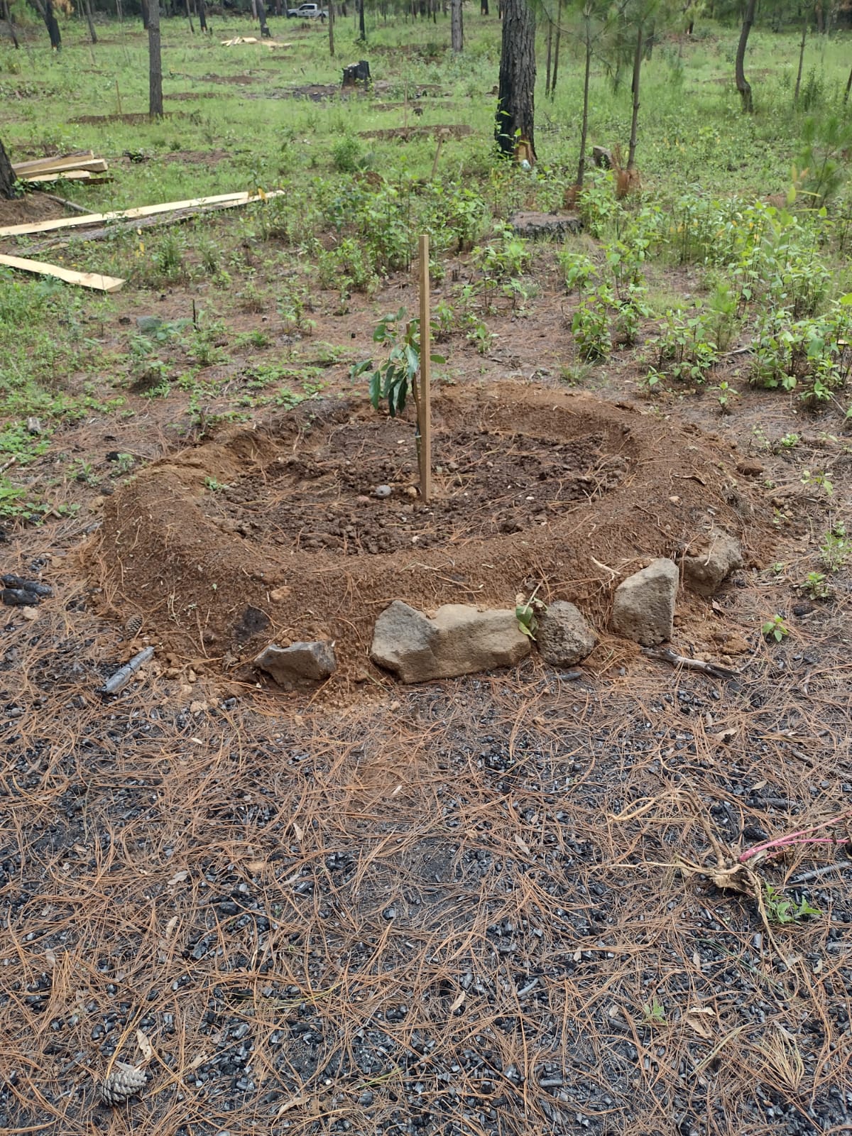 En cateo, asegura FGE predio relacionado en delitos contra el ambiente con fines de plantación de aguacate