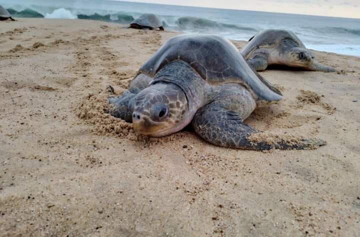 Arranca la temporada de arribazón de tortugas golfinas en Playa Azul, Michoacán
