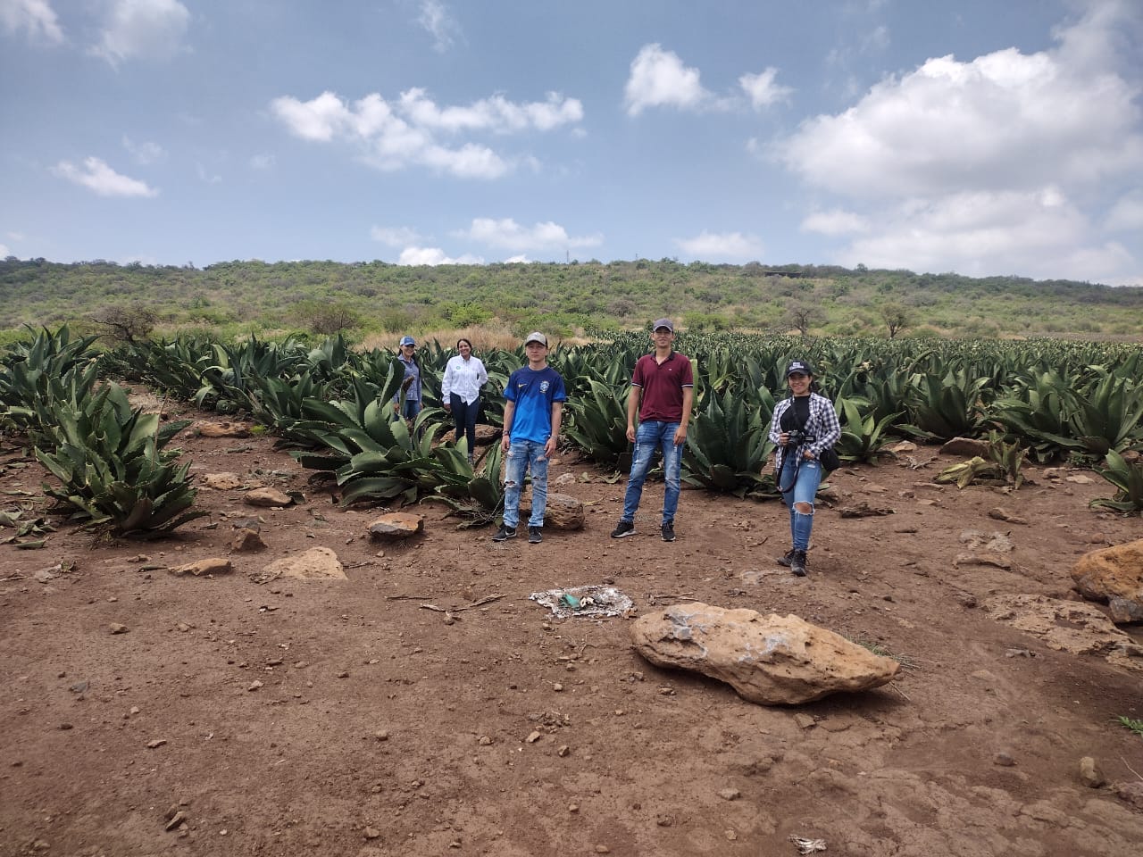 Colabora AgroSano en reordenamiento de plantaciones de agave tequilero.