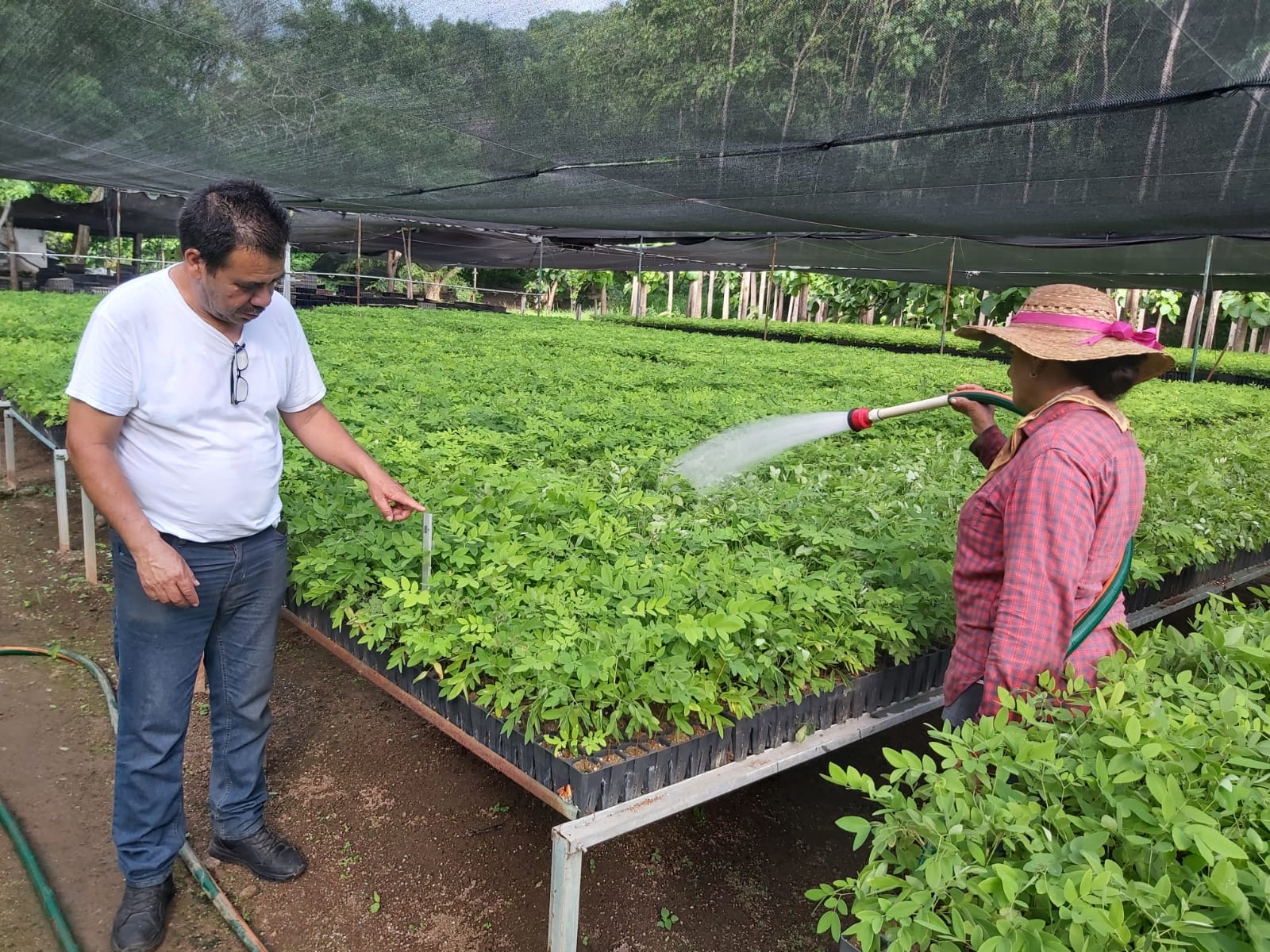 Más de un millón de árboles serán plantados en Aquila y Coahuayana: Cofom