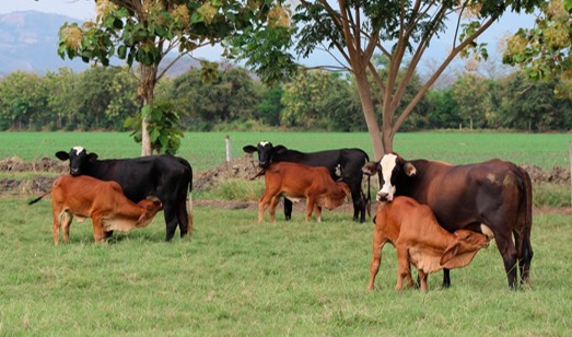 Apoya Sader a productores para mejoramiento genético de hatos ganaderos