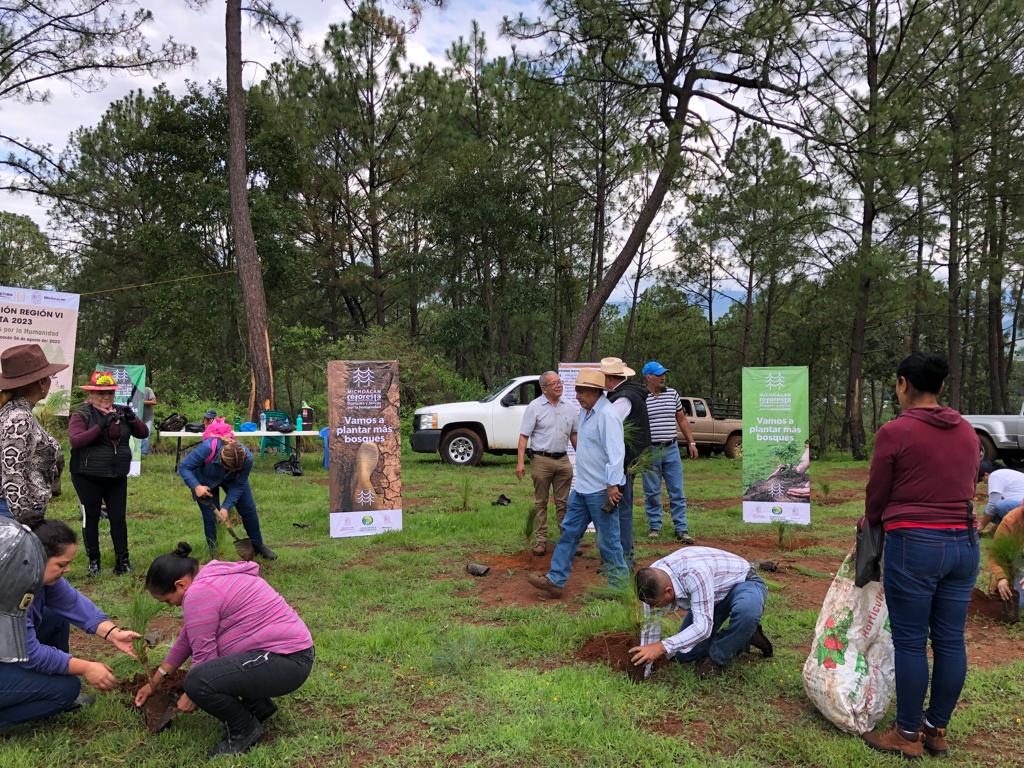 Reforestan bosques dañados por incendio en cerro del Cobrero.