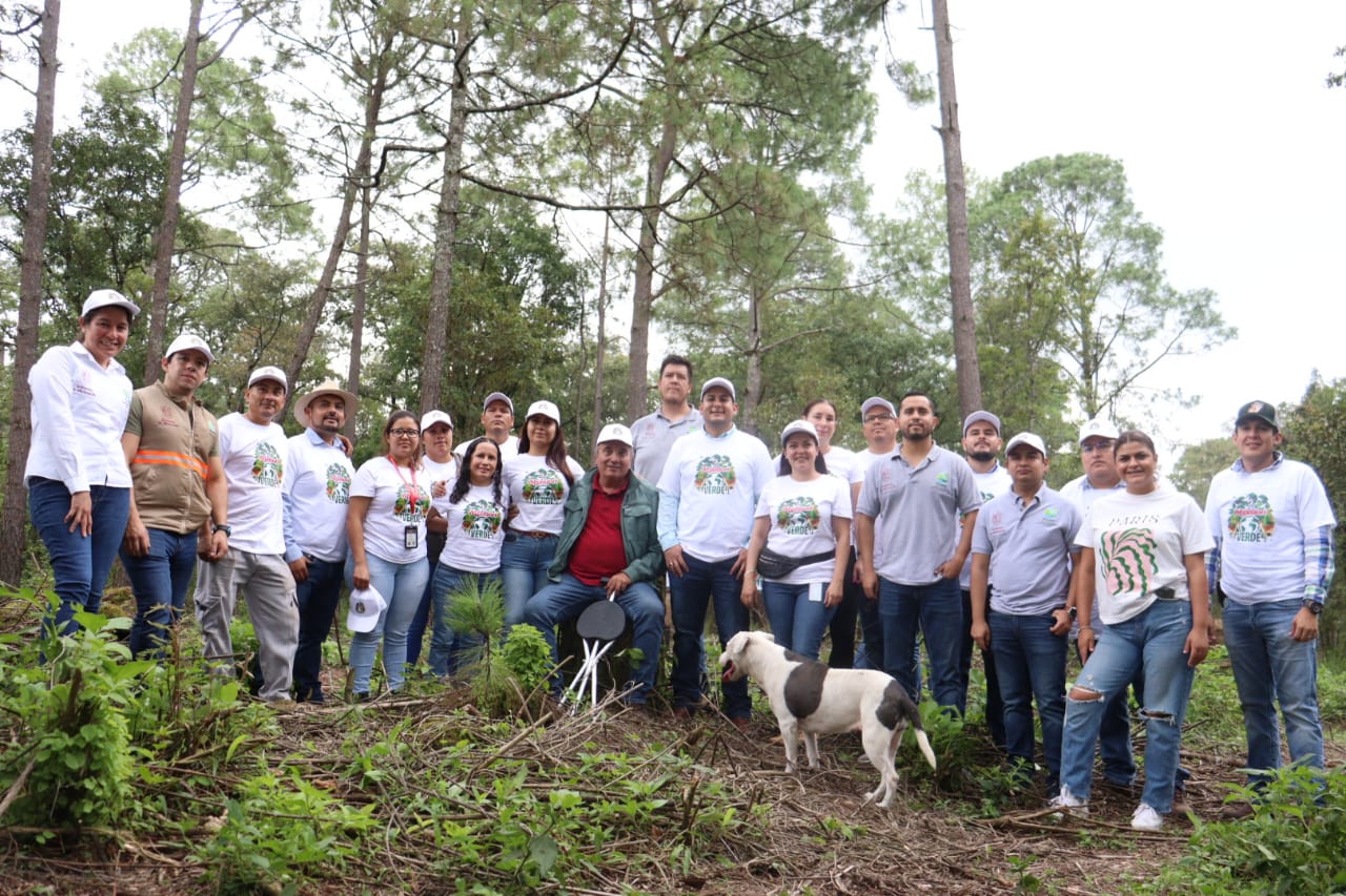 Plantan Proam y empacadora 3 mil árboles en bosques de Uruapan.