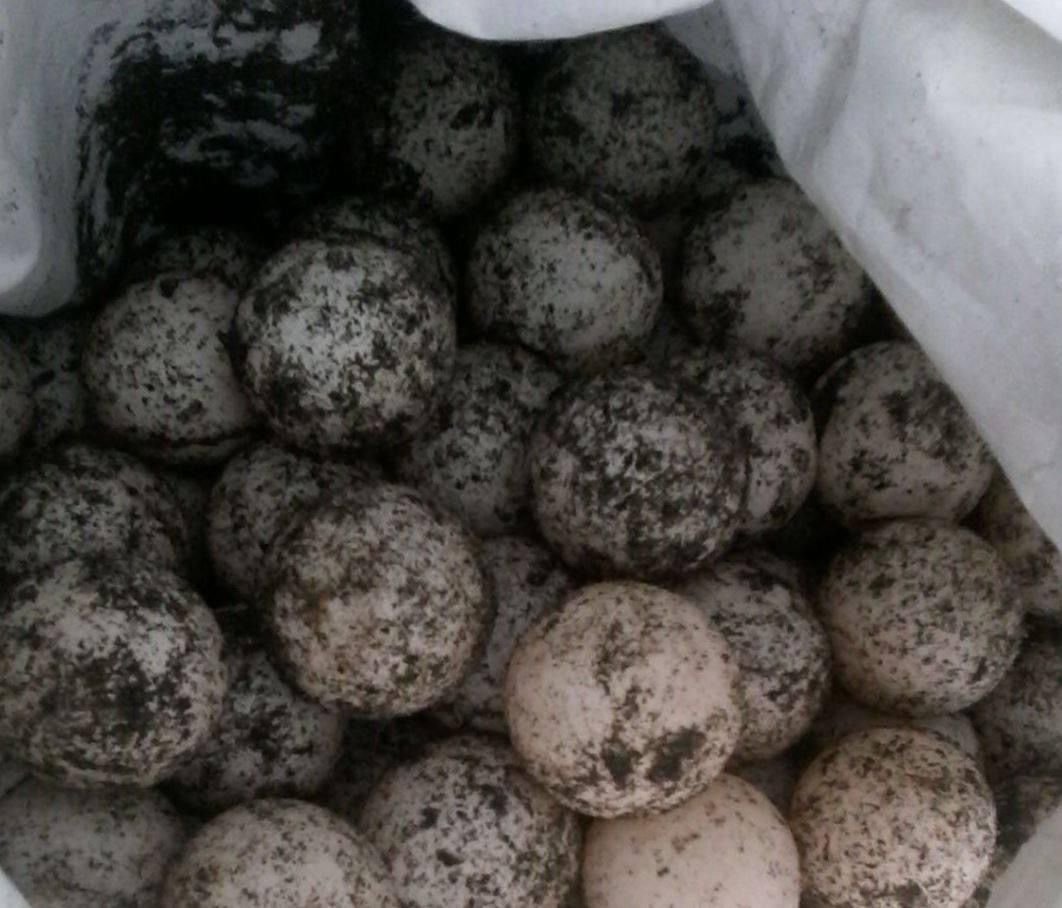 Federales investigan a hombre detenido con 641 huevos de tortuga en Lázaro Cárdenas