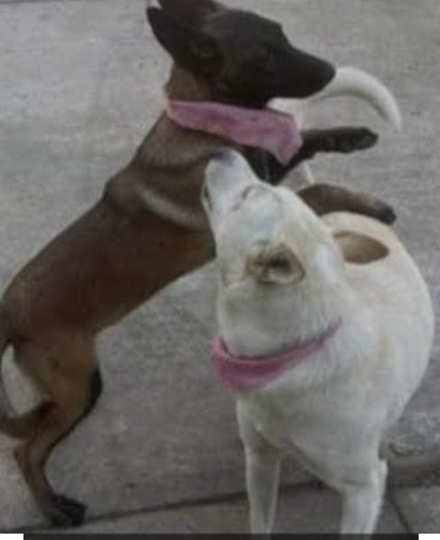 Avanzan actos de investigación relacionados con los hechos registrados en Tangancícuaro.