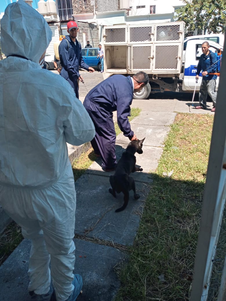 En cateo, FGE asegura tres ejemplares caninos víctimas de maltrato, en Morelia