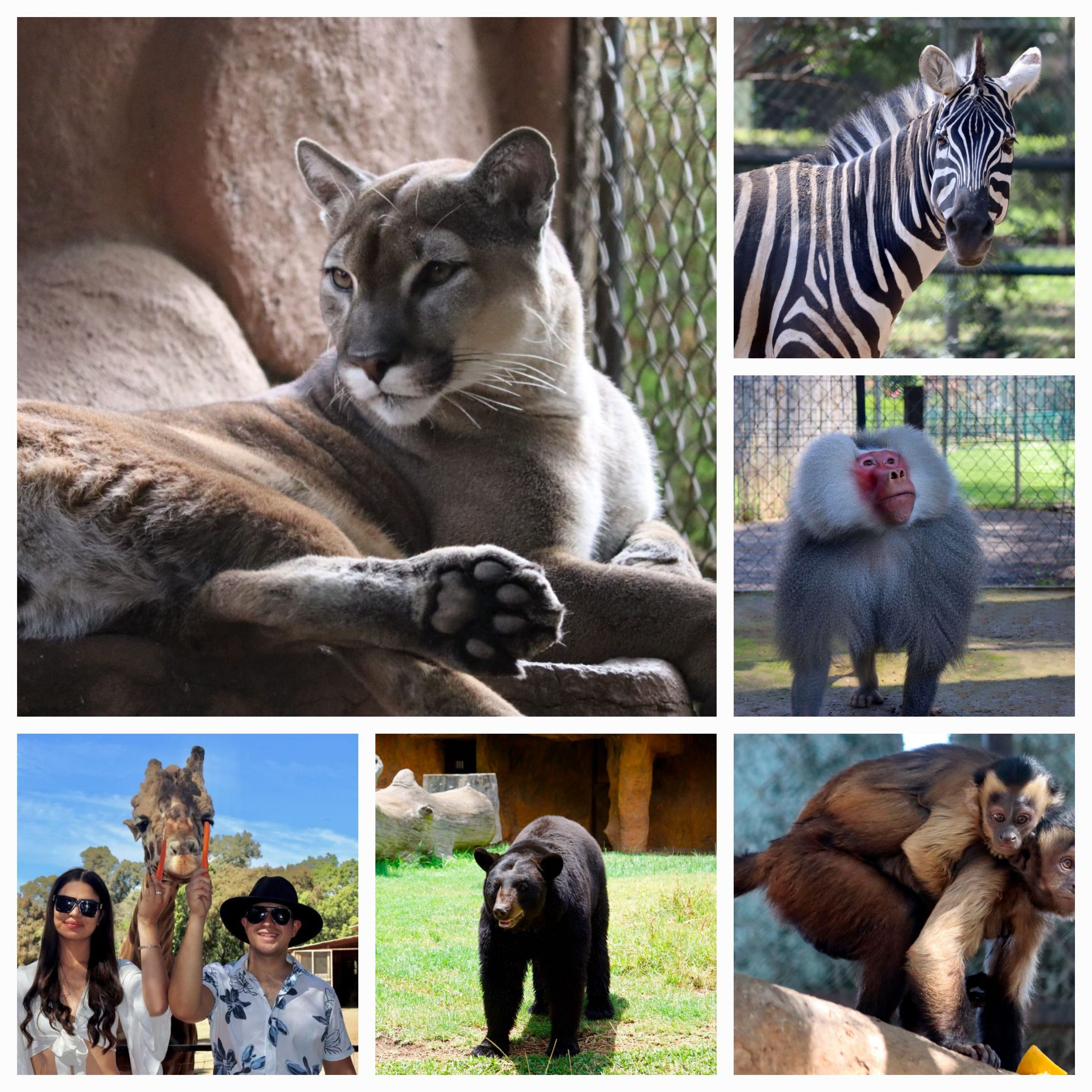 Zoo de Morelia cumple 53 años de contribuir a la preservación de especies.
