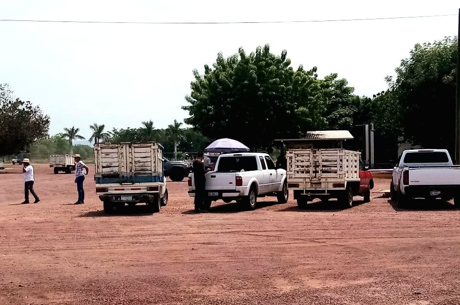 En Apatzingán se cortan mil 500 toneladas de limón a la semana: Sader