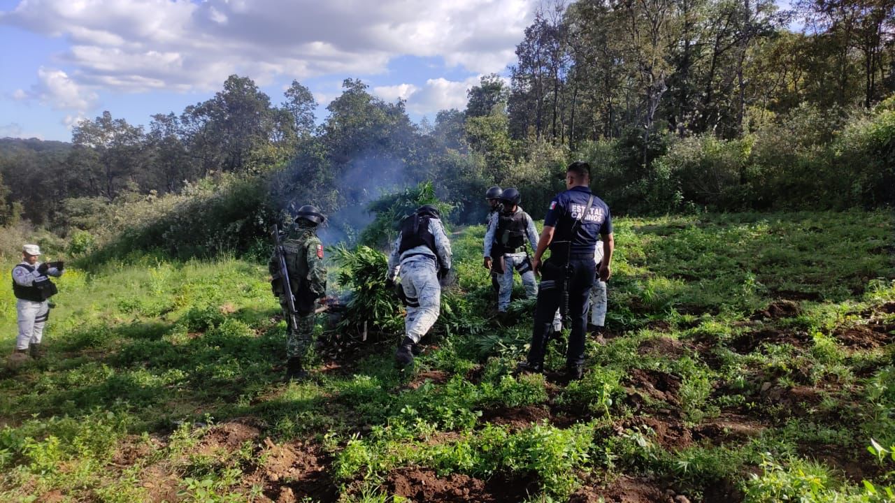 SSP, Sedena y GN aseguran e incineran plantío de marihuana; en Morelia