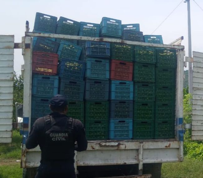 SSP detiene a 11 presuntos responsables de robo a una huerta de limón, en Apatzingán.